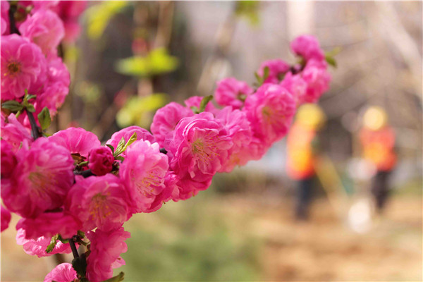 PA��Ѷ(�й���)���� - PlayAce